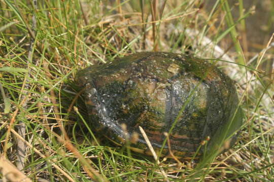 Image of Tabasco Mud Turtle