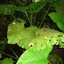 Plancia ëd Alocasia sarawakensis M. Hotta