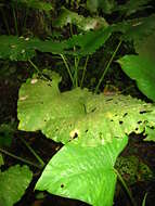 Plancia ëd Alocasia sarawakensis M. Hotta