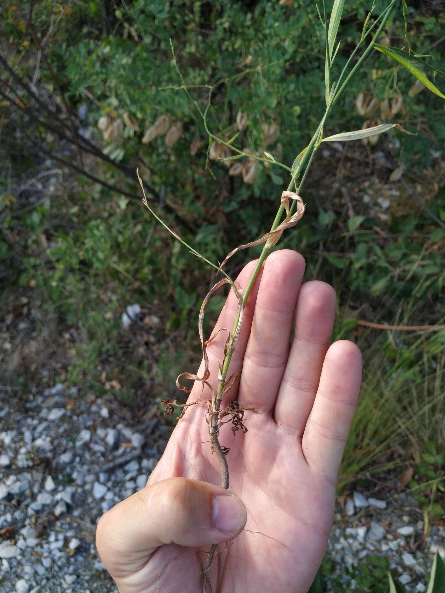 Image of Bupleurum asperuloides Heldr. ex Boiss.