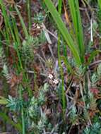 Image of Leucopogon javanicus (Zoll. & Mor.) De Vriese