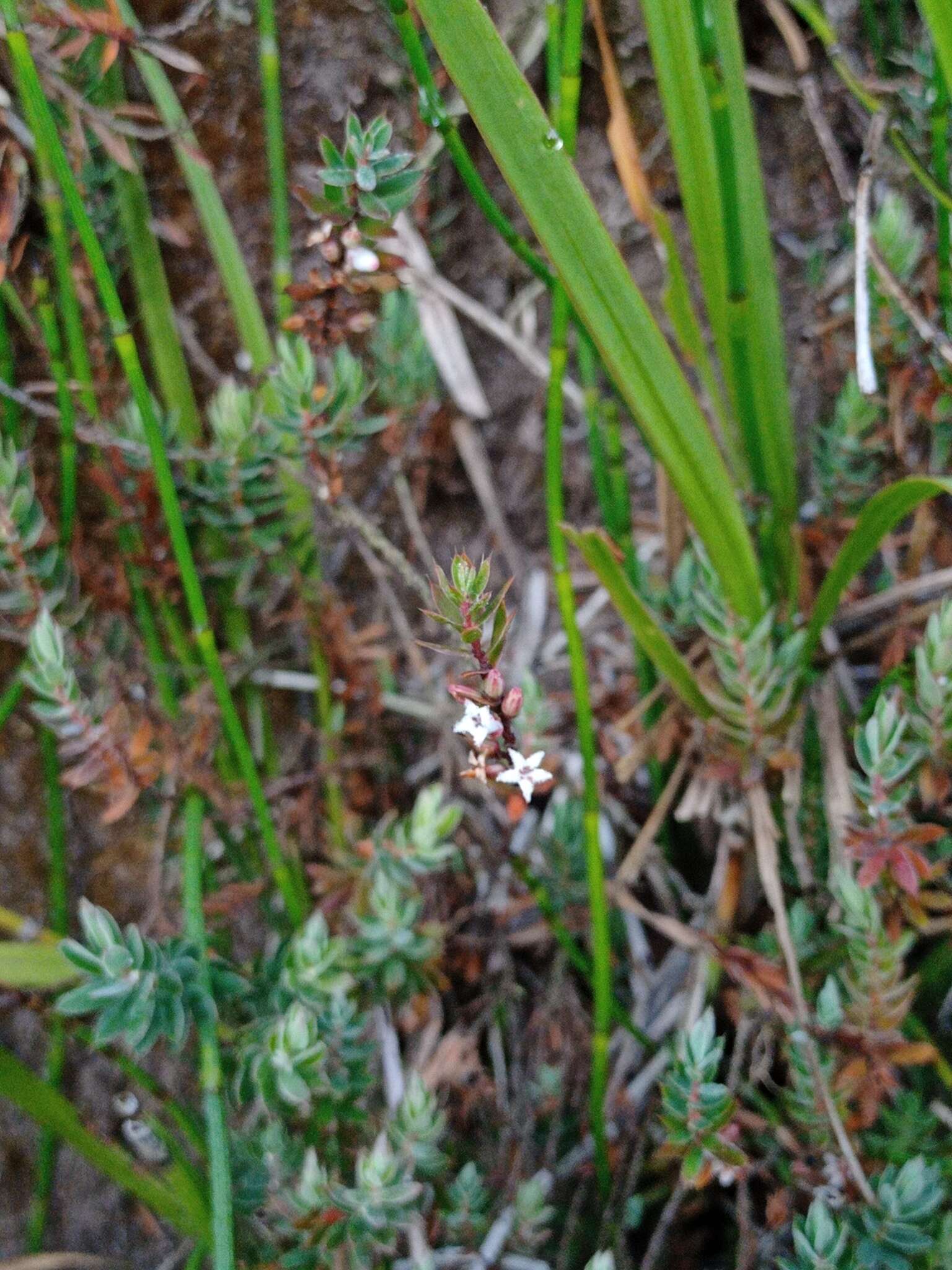 Image of Leucopogon javanicus (Zoll. & Mor.) De Vriese