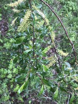 Image of Salix rhamnifolia Pall.