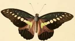 Image of Graphium wallacei (Hewitson 1858)