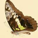 Image of Graphium wallacei (Hewitson 1858)