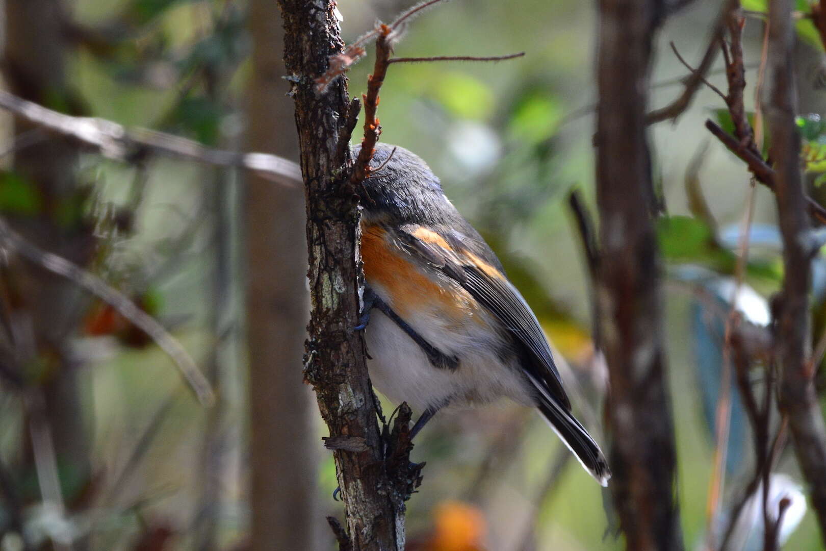 صورة Batis capensis (Linnaeus 1766)