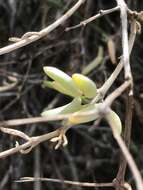 Image of Mesembryanthemum noctiflorum L.