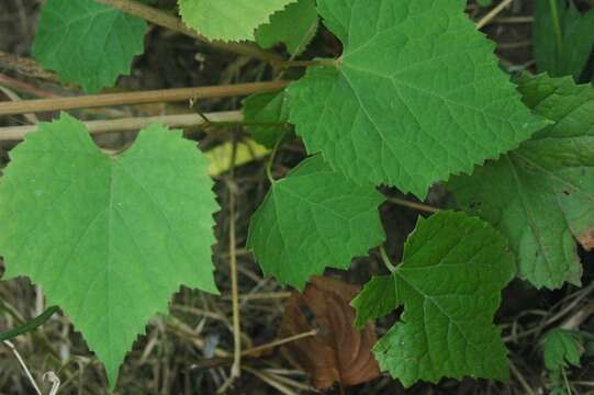 Image of Amur grape