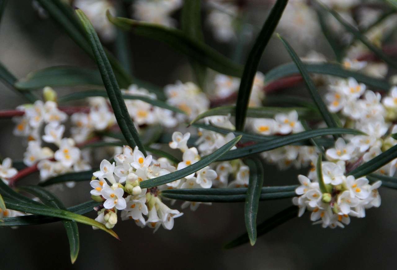 Image of Pimelea axiflora subsp. axiflora