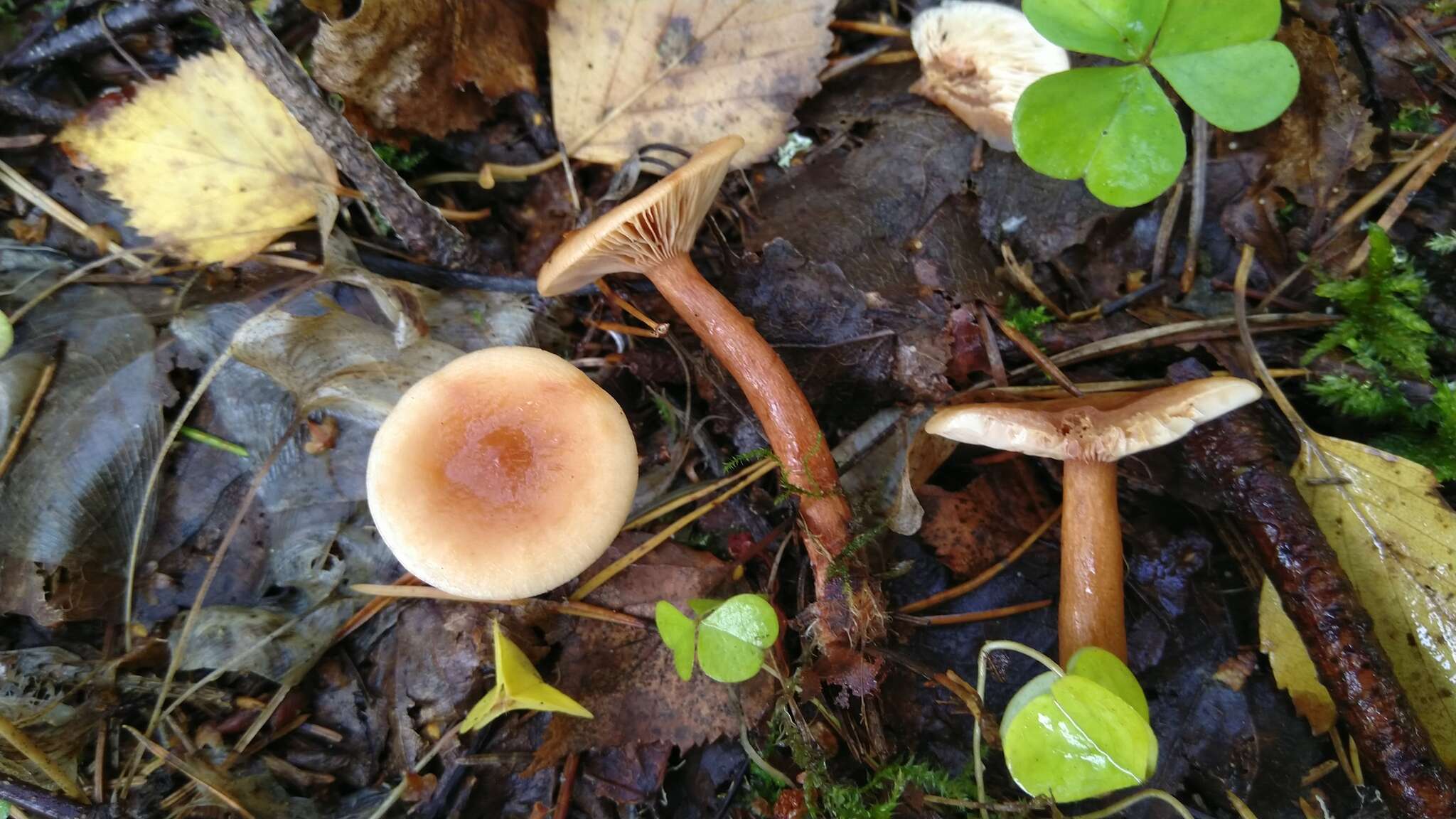 Image of Birch Milkcap