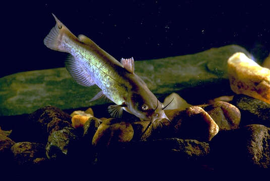 Image of brown bullhead