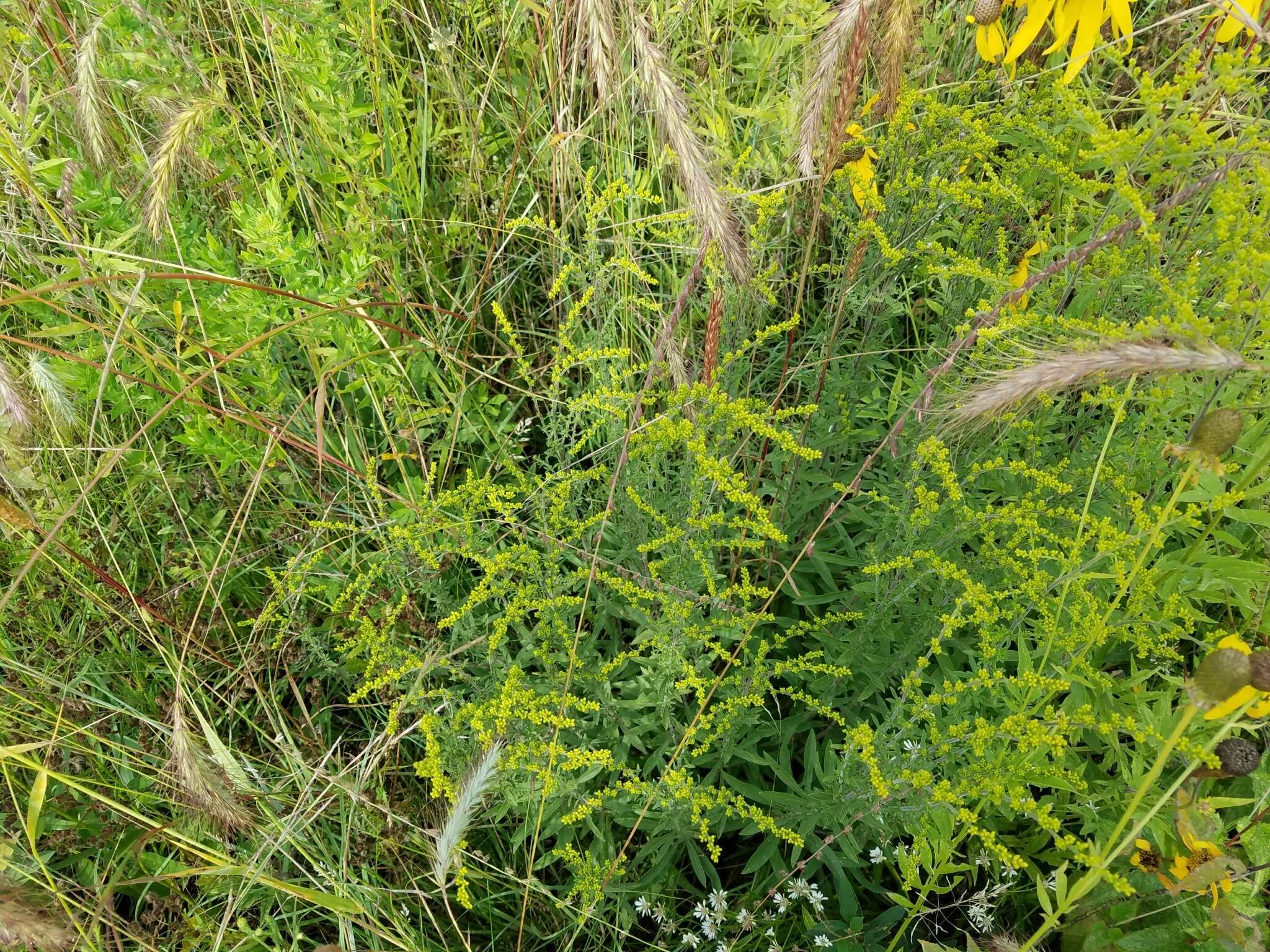 Image de Solidago nemoralis Ait.