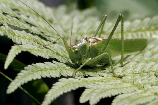 Image of Great green bushcricket