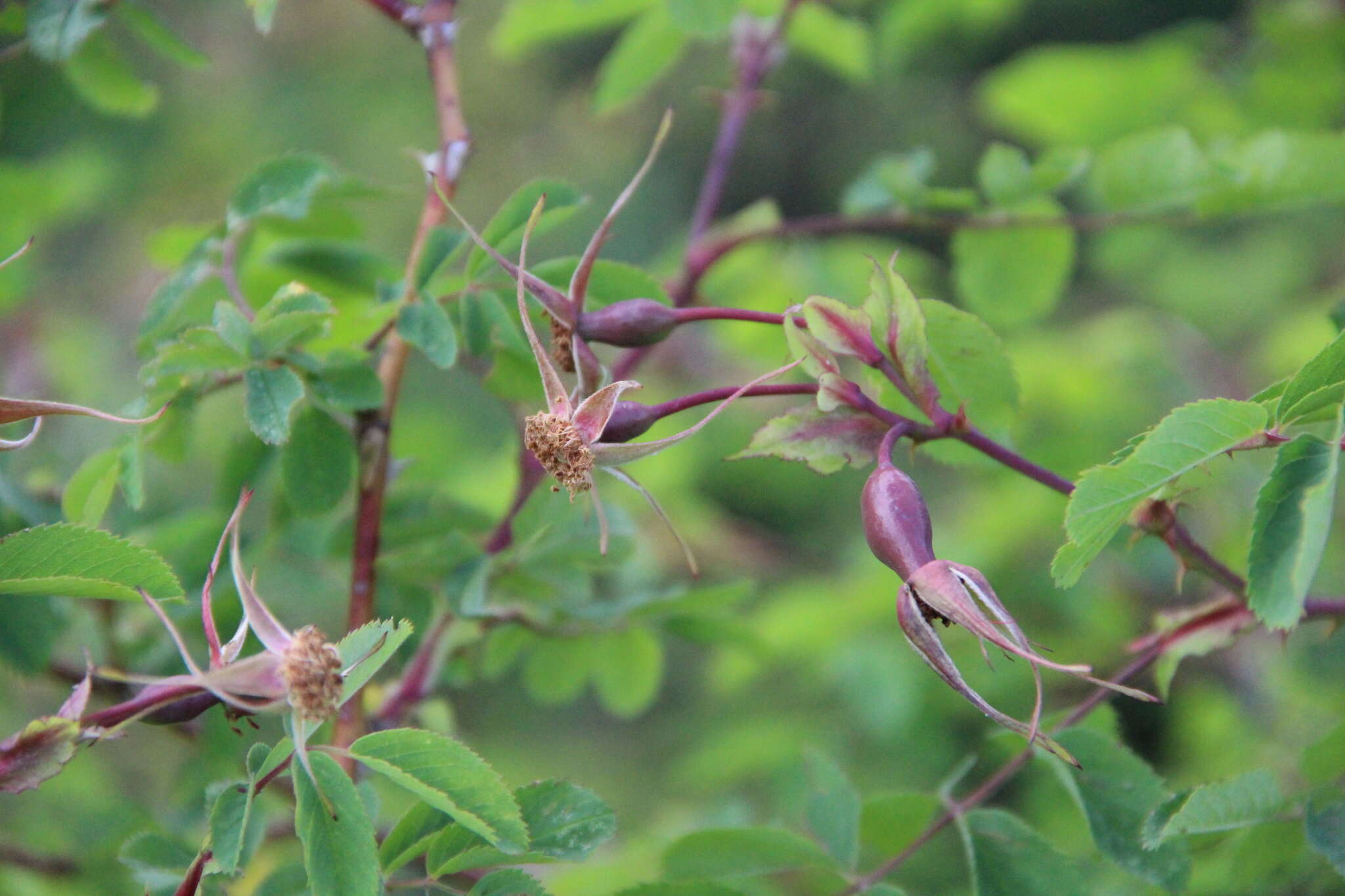 Rosa oxyodon Boiss. resmi