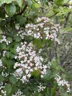 Image de Viburnum betulifolium Batalin