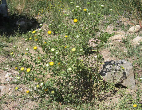 Image of Curly-cup gumweed