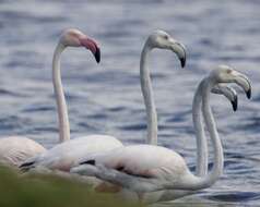 Imagem de Phoenicopterus roseus Pallas 1811