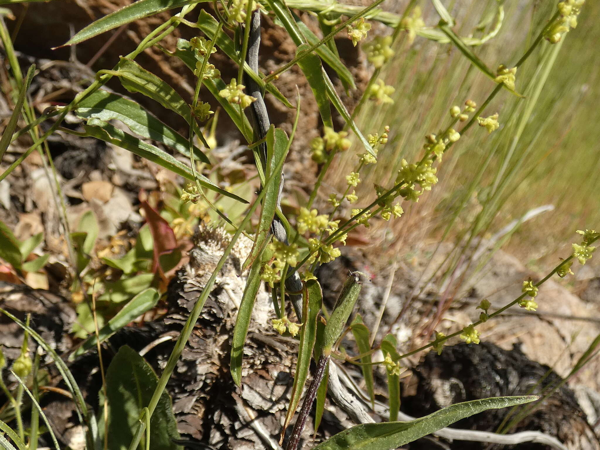 Dioscorea saxatilis Poepp. resmi