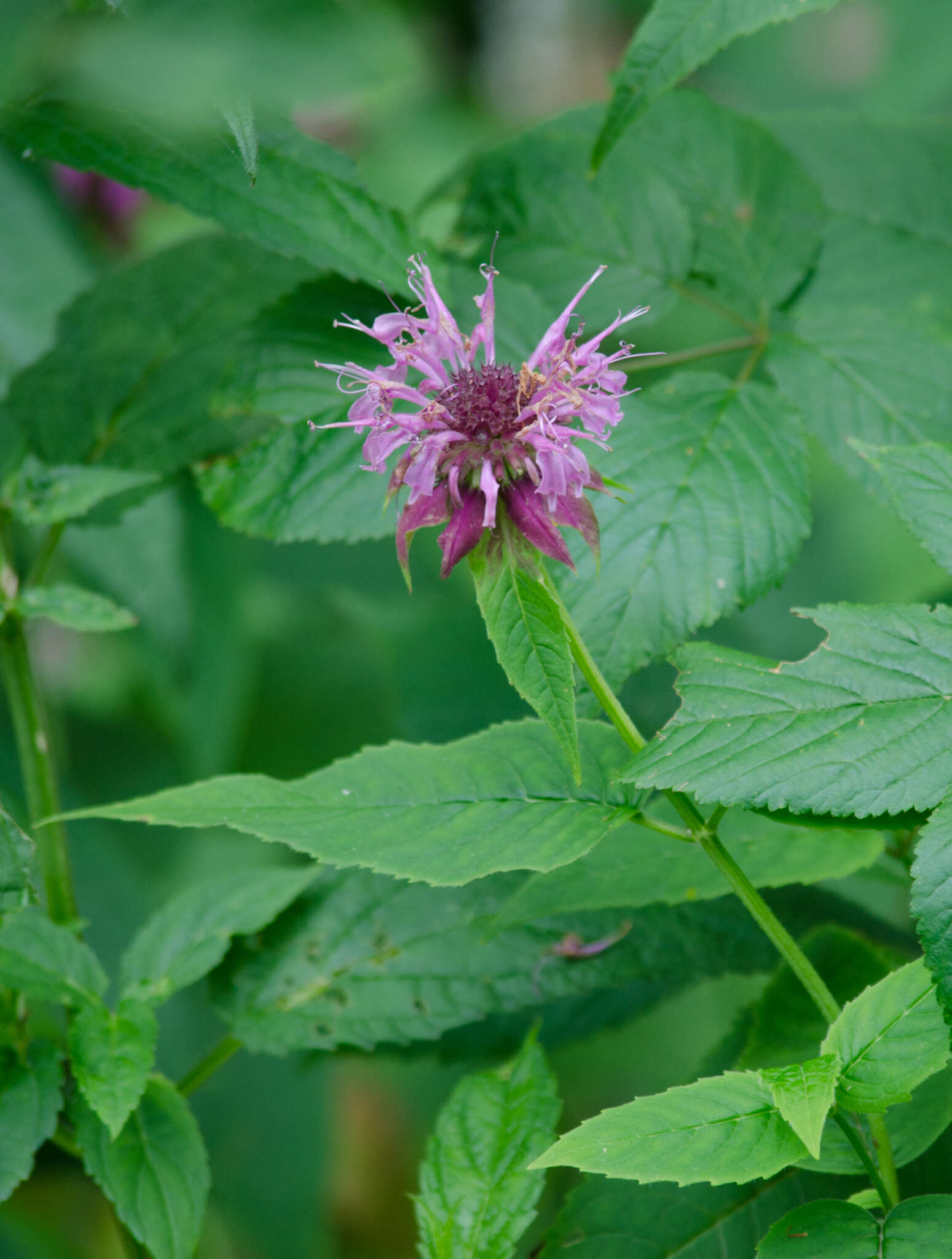 Image of Monarda fistulosa var. rubra A. Gray