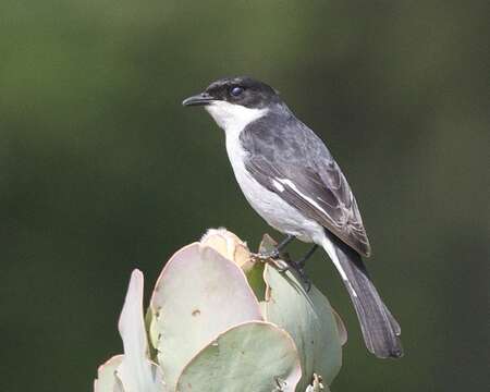 Plancia ëd Melaenornis silens (Shaw 1809)