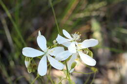 Image of Drosera modesta Diels