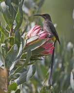 Image of Sugarbird