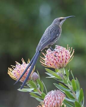 Image of Sugarbird