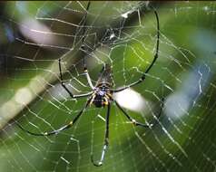 Image of Nephila pilipes (Fabricius 1793)