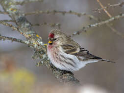 Acanthis flammea flammea (Linnaeus 1758)的圖片