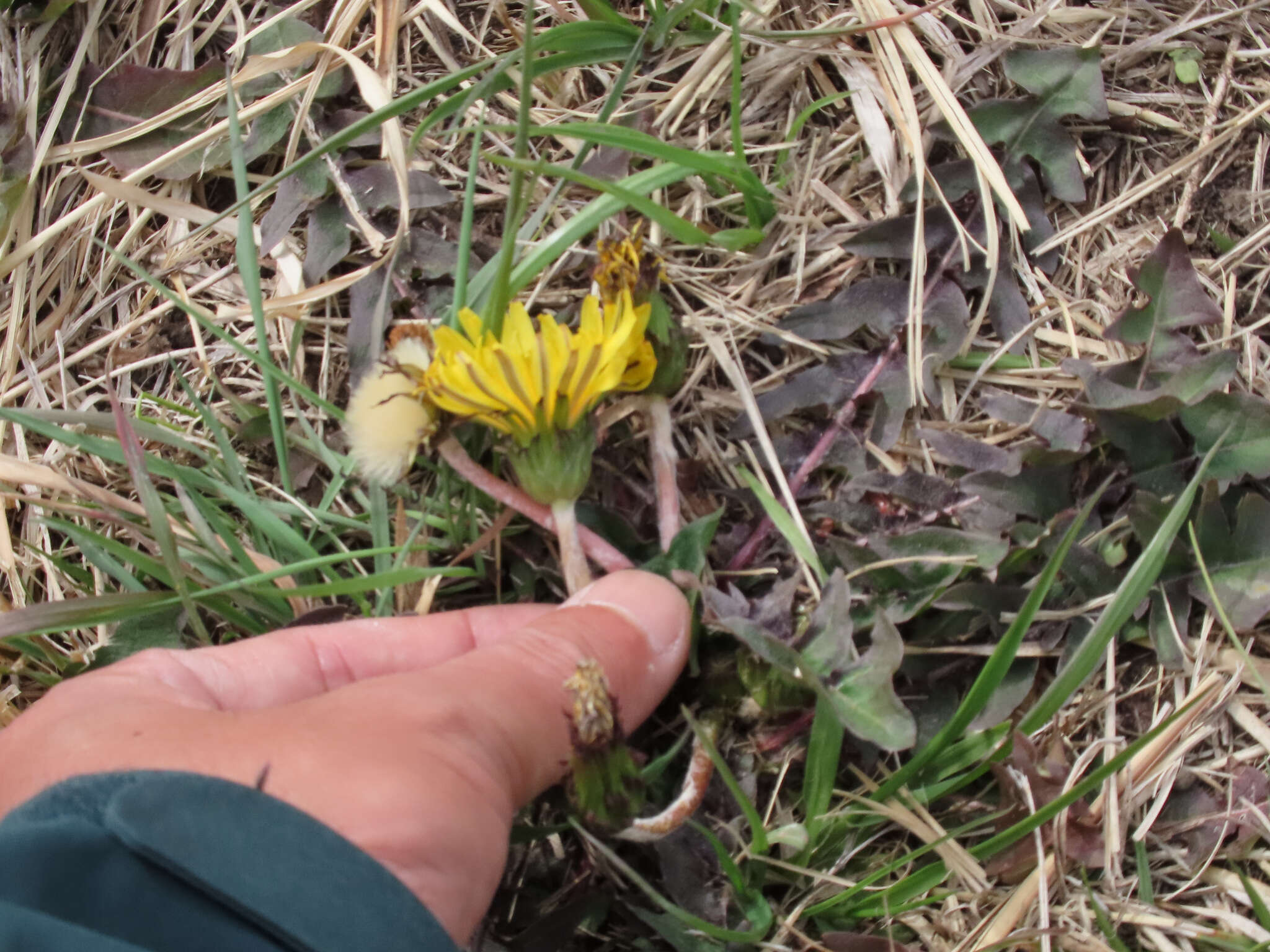 Image of Taraxacum platycarpum Dahlst.