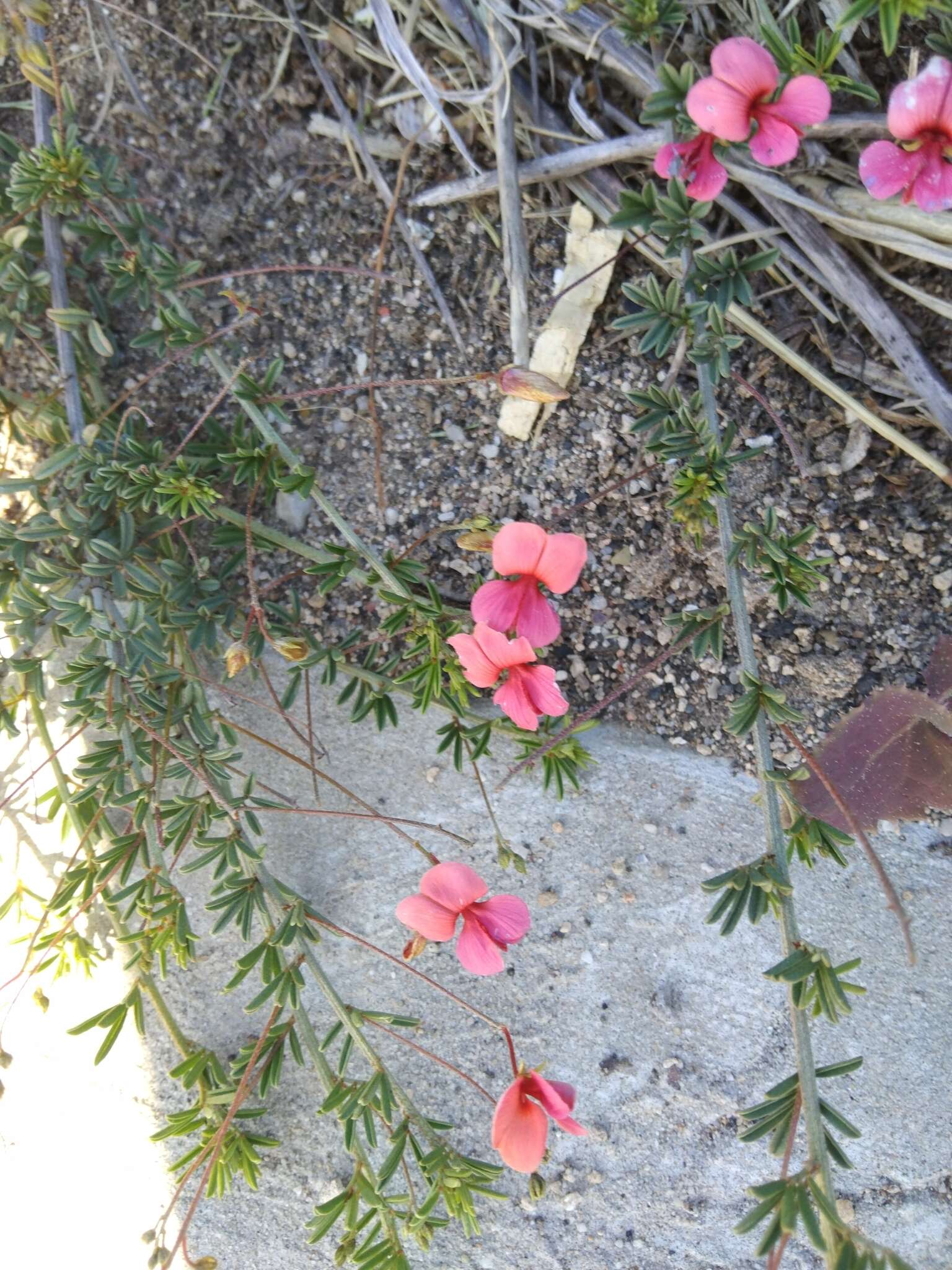 Слика од Indigofera microcarpa Desv.