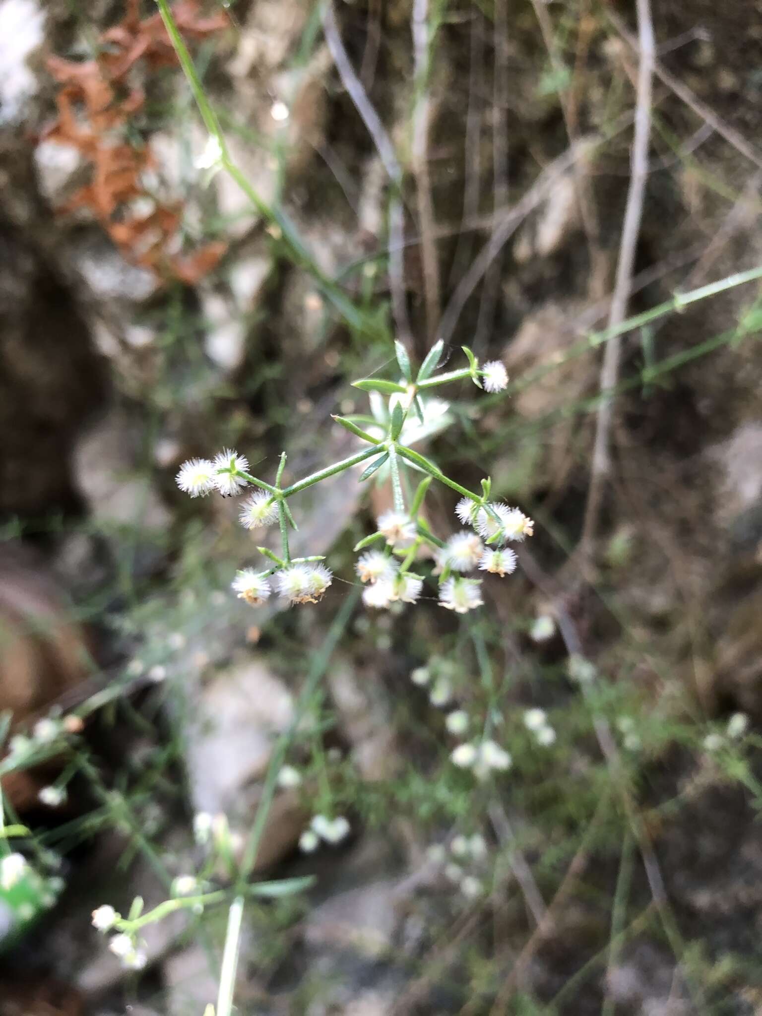 Image of graceful bedstraw