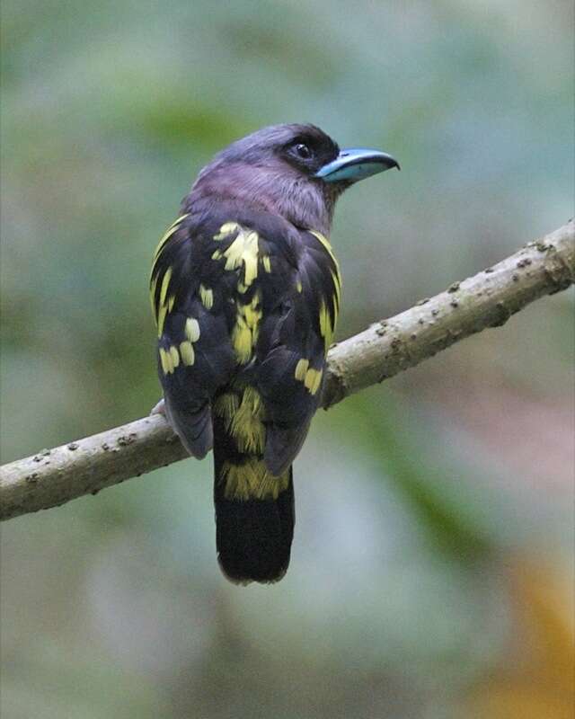 Image of Banded Broadbill