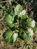 Image of Ribes magellanicum Poir.