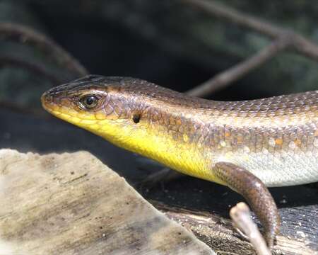 Imagem de Eutropis multifasciata (Kuhl 1820)