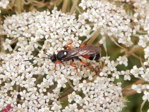 Sivun Ichneumon promissorius Erichson 1842 kuva