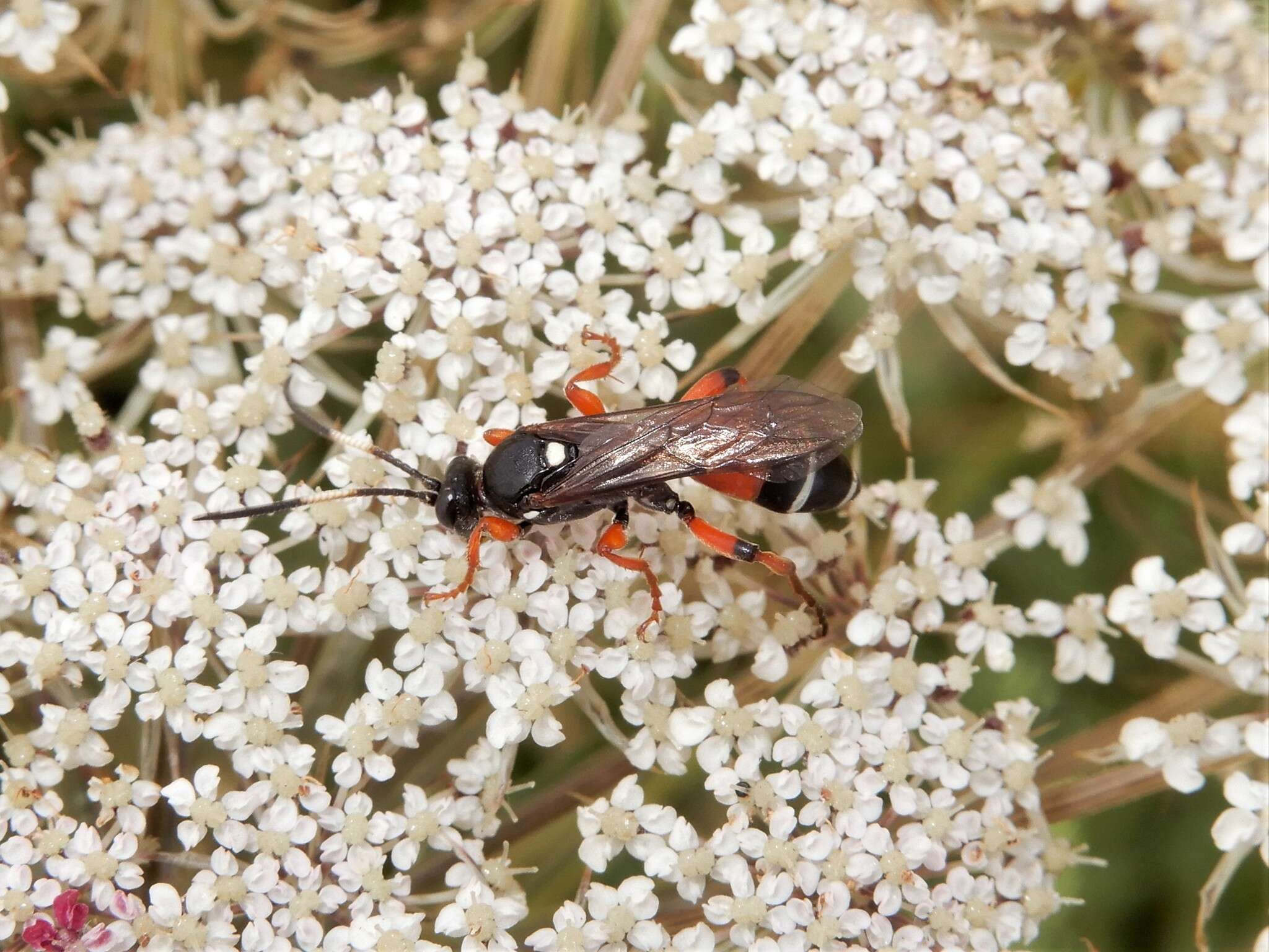 Image of Ichneumon promissorius Erichson 1842