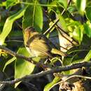 Image of Oriente Warbler