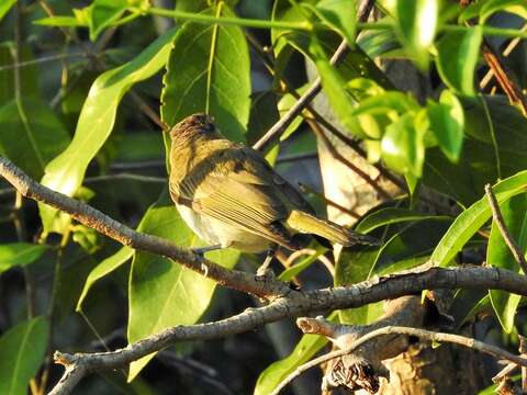 صورة Teretistris Cabanis 1855