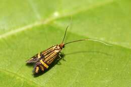 Image de Nemophora ochsenheimerella Hübner 1816