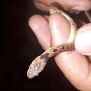Image of Western Cat-eyed Snake