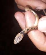 Image of Western Cat-eyed Snake