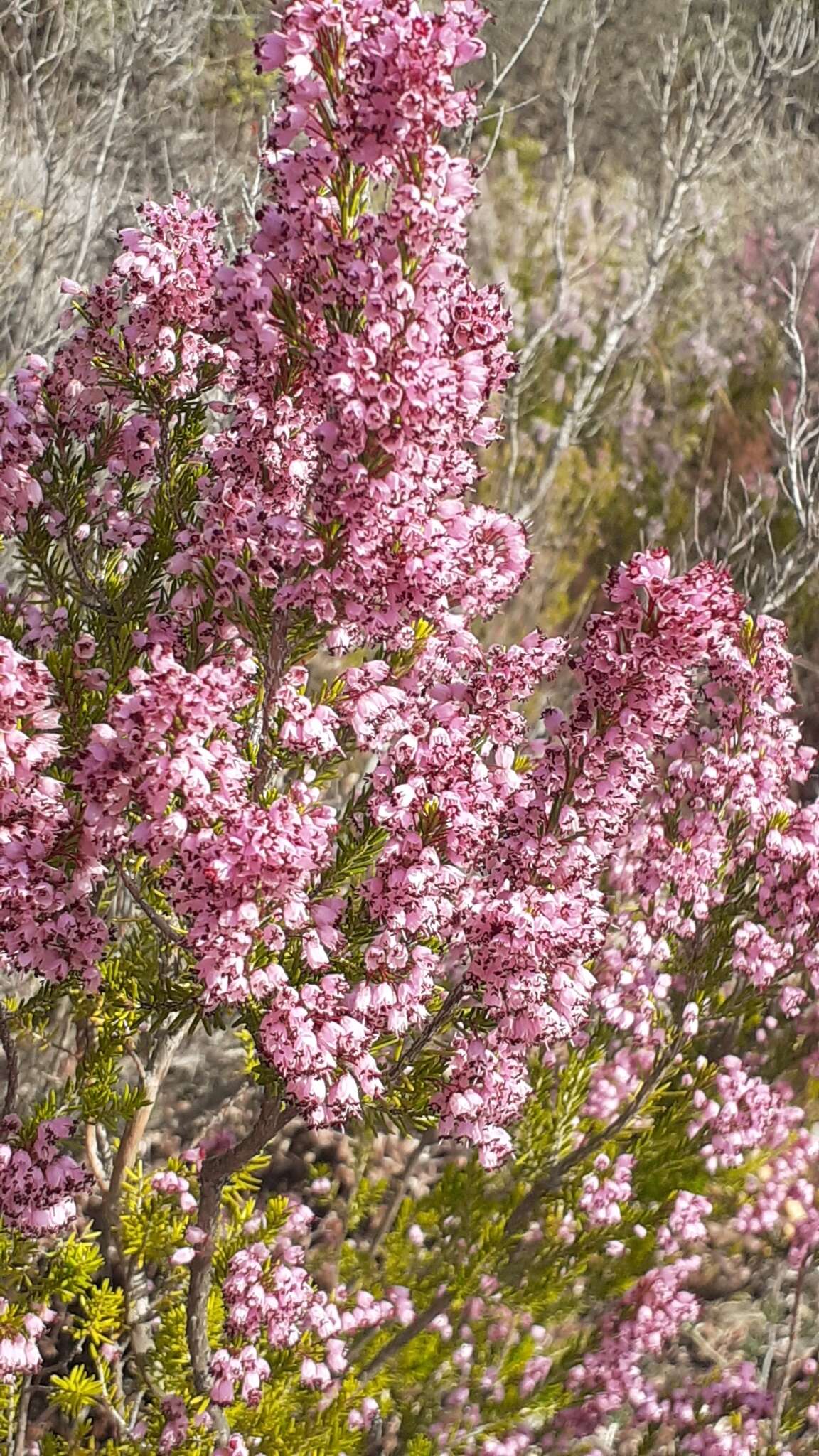 Imagem de Erica manipuliflora Salisb.