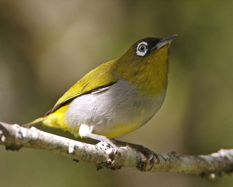 Image of Black-capped White-eye