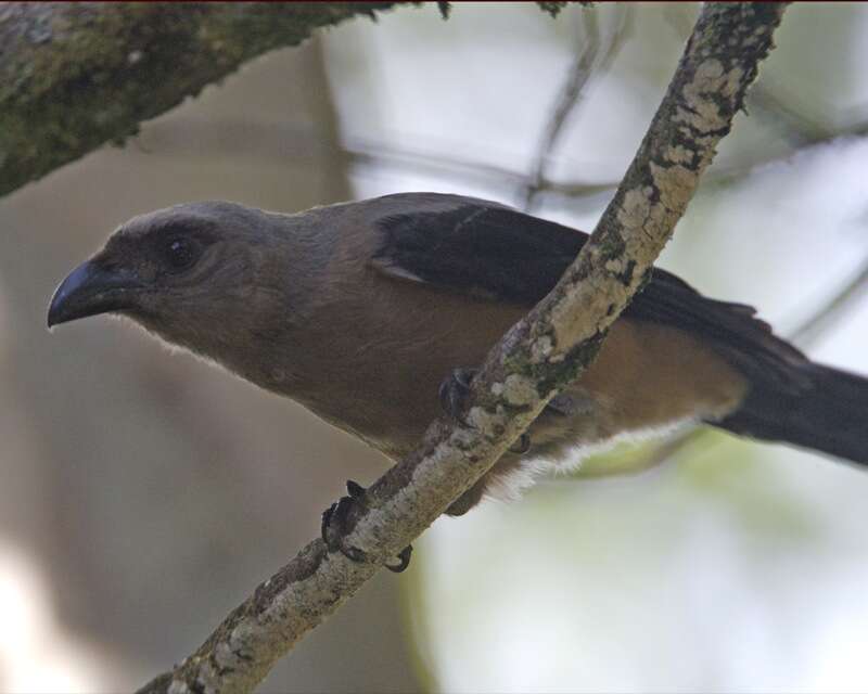 Image of Bornean Treepie