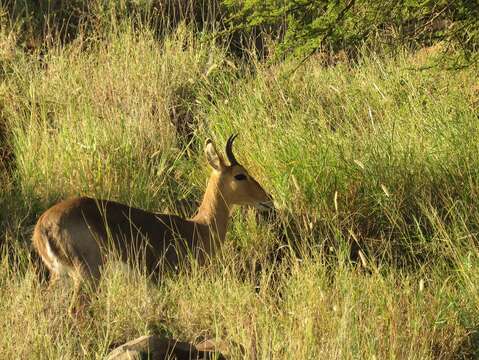 Image of Mountain Reedbuck