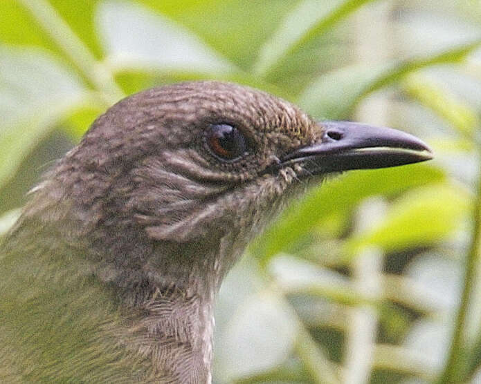 Image of Olive-winged Bulbul