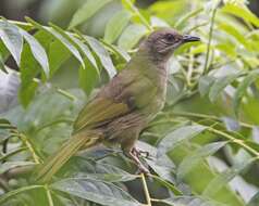 Image of Olive-winged Bulbul