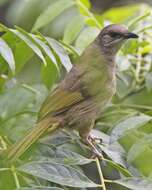 Image of Olive-winged Bulbul