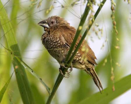 Image of Nutmeg Mannikin